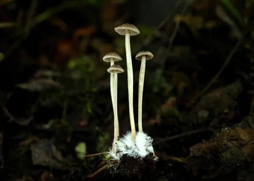 Psathyrella rufogrisea
