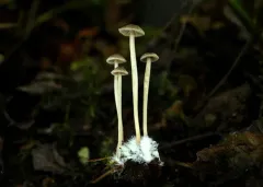 Psathyrella rufogrisea thumbnail 1