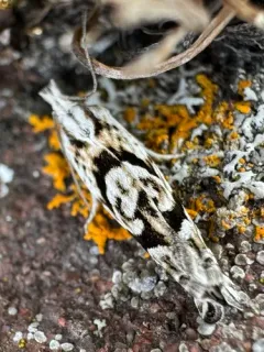 Eucosma tarandana thumbnail 3