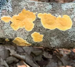 Trichoderma sulphureum thumbnail 5