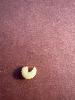California Acorn Weevil thumbnail 2
