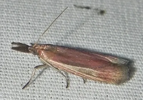 Peoria bipartitella