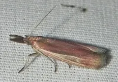 Peoria bipartitella thumbnail 1