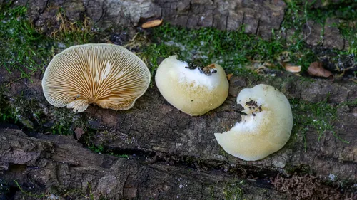 Crepidotus croceotinctus