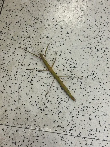 Indian Walking Stick