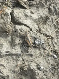 Sagebrush Grasshopper thumbnail 3