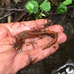 Van Dyke's Salamander thumbnail 3
