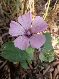 Royal Mallow thumbnail 4