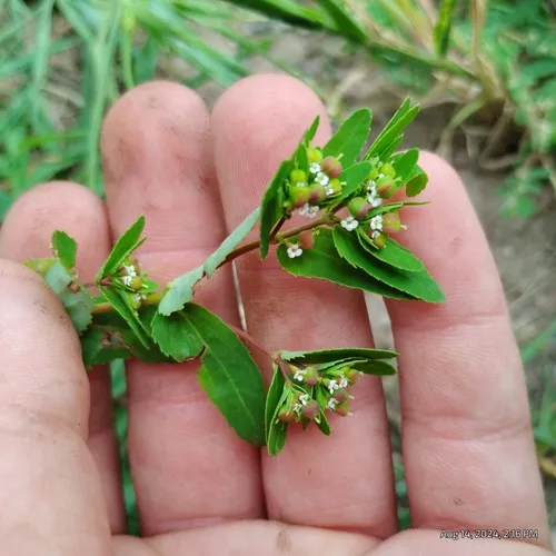 nodding spurge