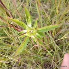 David's spurge thumbnail 2