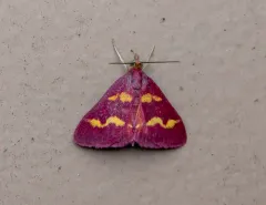 Coffee-loving Pyrausta Moth thumbnail 4