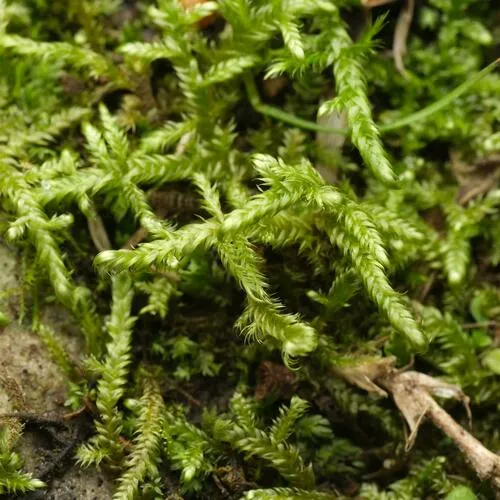 Lindberg's Hypnum Moss