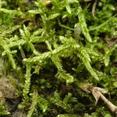 Lindberg's Hypnum Moss thumbnail 1