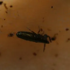 Lepidocyrtus paradoxus thumbnail 2