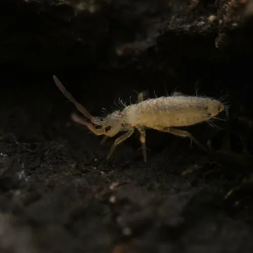 Entomobrya nicoleti