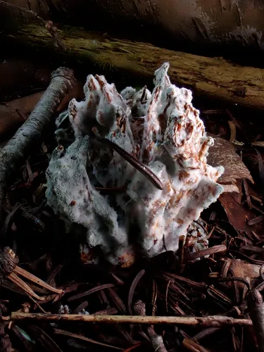 Penicillium bialowiezense