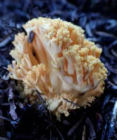 Ramaria aurantiisiccescens thumbnail 3