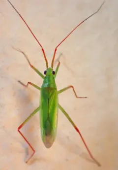 Teratocoris paludum thumbnail 2