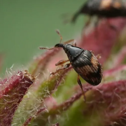 Flower Bud Weevil