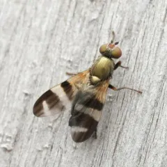 Chaetopsis massyla thumbnail 2