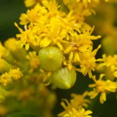 Schizomyia racemicola thumbnail 2