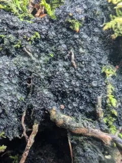 Appressed Jellyskin Lichen thumbnail 4