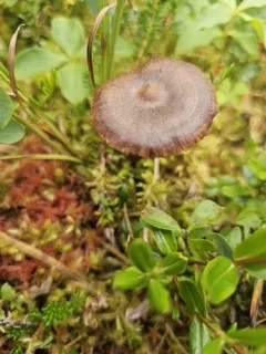 Cortinarius chrysolitus thumbnail 4
