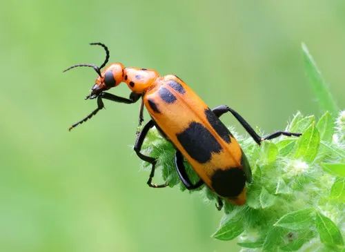 Pyrota engelmanni