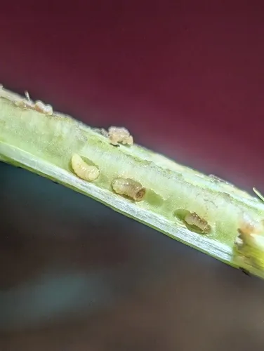 Aulacidea harringtoni