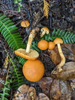 tawny webcap thumbnail 4