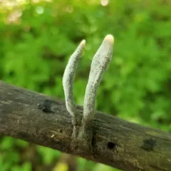 dead man's fingers thumbnail 3