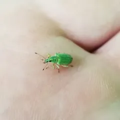 Green Immigrant Leaf Weevil thumbnail 3