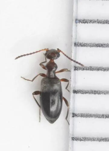 Ischyropalpus nitidulus