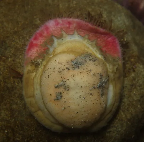 Veiled Chiton