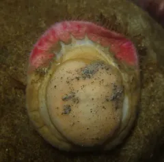 Veiled Chiton thumbnail 1