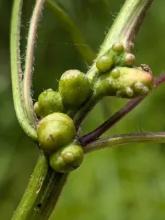 Asphondylia ovata thumbnail 4