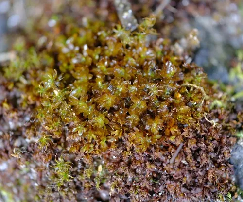 Wideleaf Crumia Moss