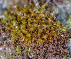 Wideleaf Crumia Moss thumbnail 1