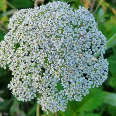 Western Hemlock-parsley thumbnail 2