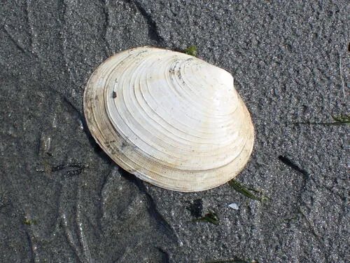 Thin-shelled Littleneck
