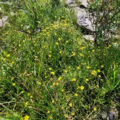 Creeping Spearwort thumbnail 4