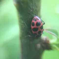Spotted Pink Lady Beetle thumbnail 3