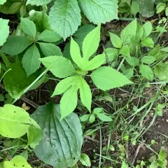 giant ragweed thumbnail 2