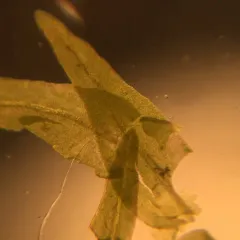 Rambling Tail-moss thumbnail 4