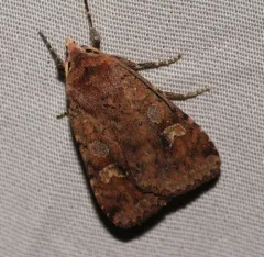 Smaller Pinkish Dart thumbnail 2