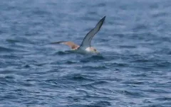 Scopoli's Shearwater thumbnail 2