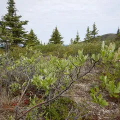 Grayleaf Willow thumbnail 1