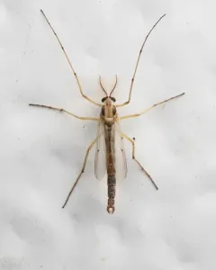 Chironomus dilutus thumbnail 4