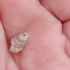 Threeline Mudsnail thumbnail 4