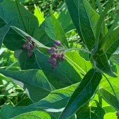 European swallow-wort thumbnail 2
